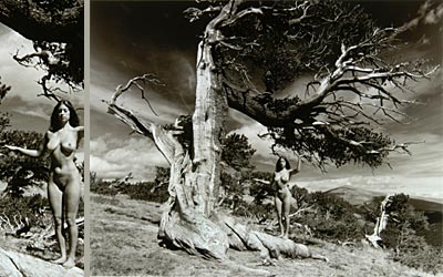 Bristlecone by Stephen Collector [click for full image]