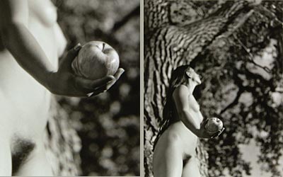 The Tree & The Apple by Stephen Collector[click for full image]