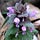 Tiny Purple Flowers