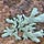 Cyan Lichen