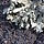 Leafy Lichen over Ash-like Lichen