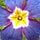 Blue and Yellow Flower