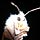 Moth and Light and Shadow