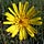 Yellow Flower