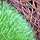 Green Moss on Brown Pine Needles