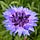 Raindrops on Purple Flower