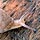 Snail on Wood