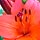 Red Lilly