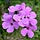 Purple Flowers