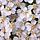 Mass of Small White Flowers