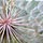 Inside of a Dandilion-Type Seed Stalk