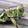 Grasshopper on Wooden Porch Steps