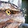 Face of an Australian Bird