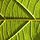 Leaf in Australia