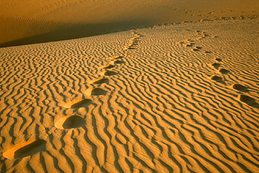 Footprints - The Tenere, Niger, Jan. 2003