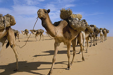 Salt Caravan - The Tenere, Niger, Jan. 2003